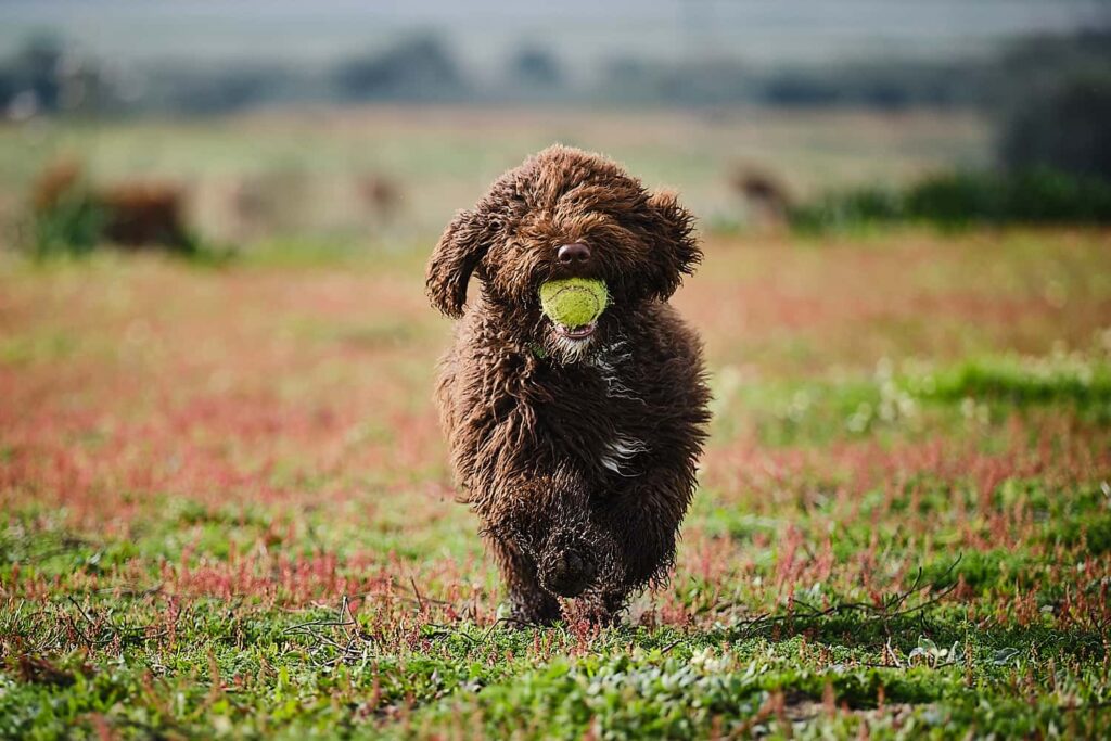 portada web mascotas